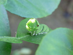 はらぺこあおむし