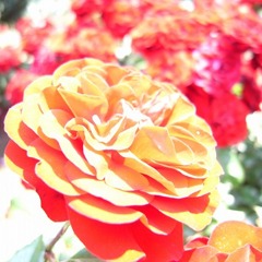 R0011529