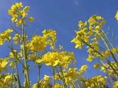 空に向かって菜の花