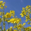 空に向かって菜の花