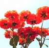 R0011521
