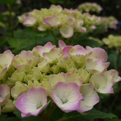 R0011552