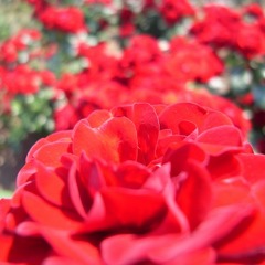 R0011524