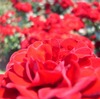 R0011524