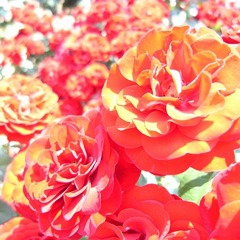 R0011527