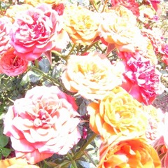 R0011535