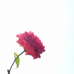 R0011539