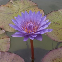 R0010445