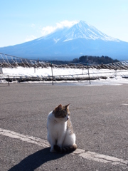 にゃんこ富士