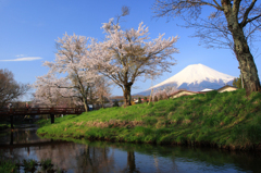 忍野の桜