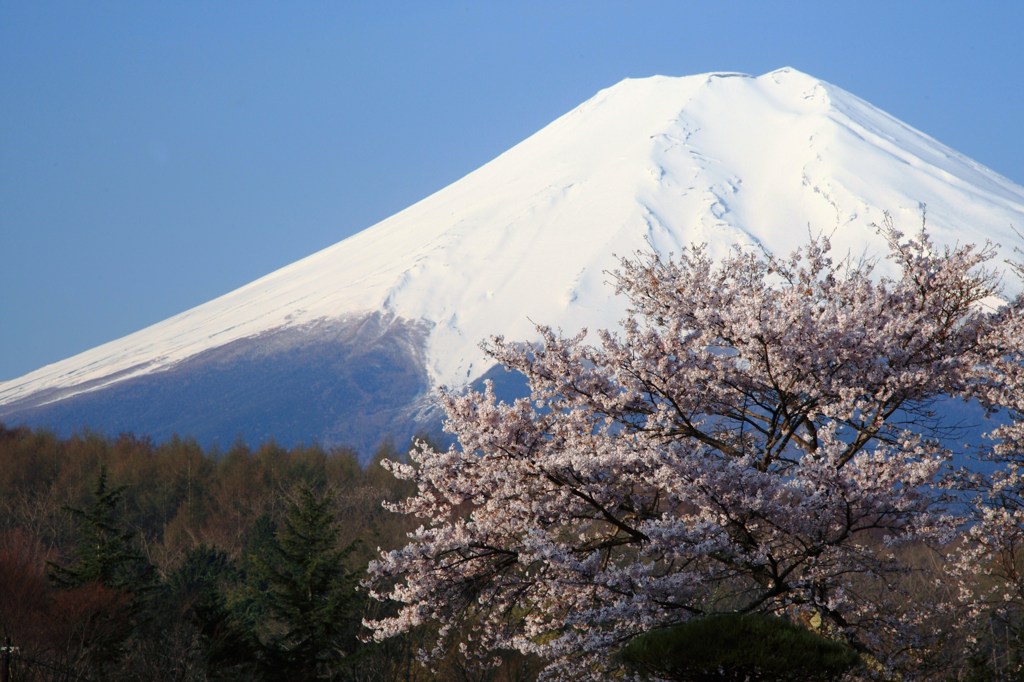 桜×富士山