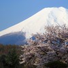 桜×富士山