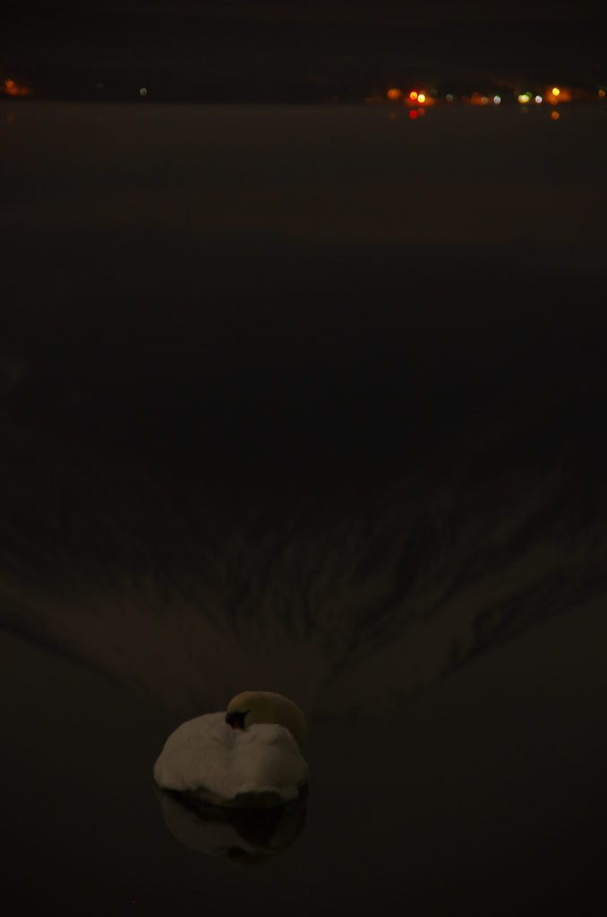 山頂で眠る白鳥