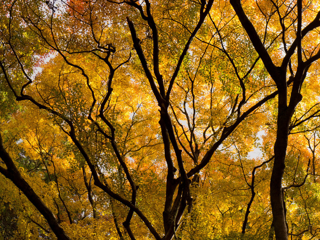 ｙｅｌｌｏｗ　ｚｏｎｅ