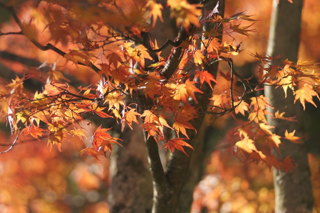風に揺れる紅葉