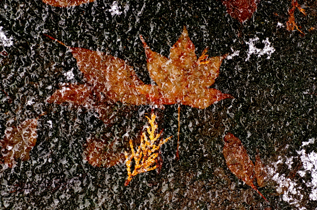 Iced Leaves