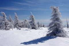 鉢伏山の樹氷