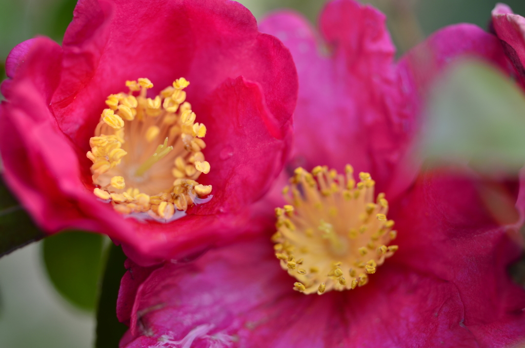 咲く花、散る花