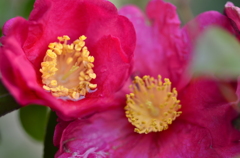 咲く花、散る花