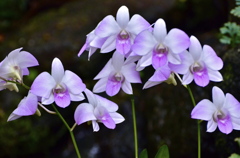 chorus in a greenhouse