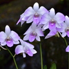 chorus in a greenhouse