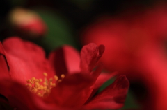 山茶花　- 赤い色香 -