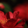 山茶花　- 赤い色香 -