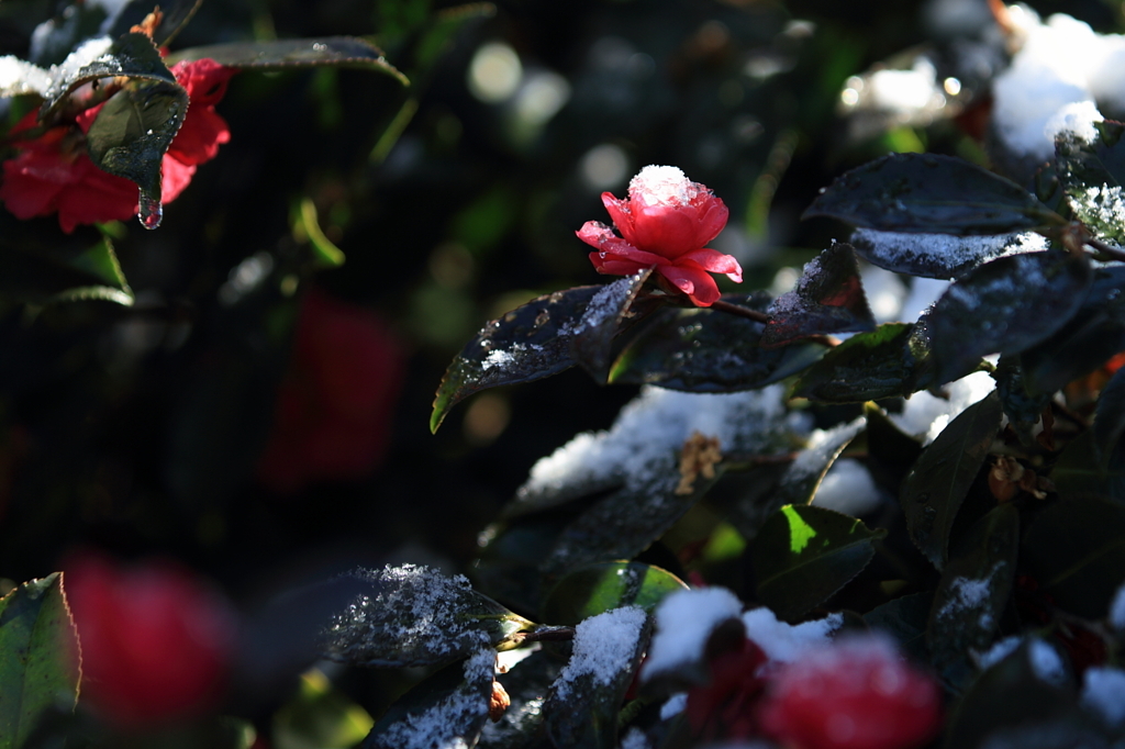 花便り　- 雪椿 -