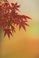 紅葉　- 秋色キャンバス -