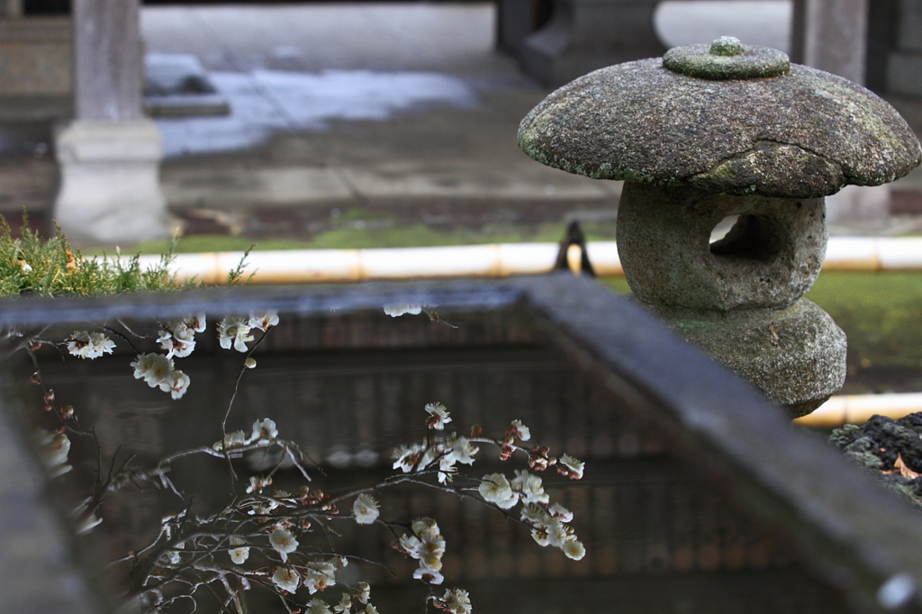 梅　- 手水鉢の白梅 -