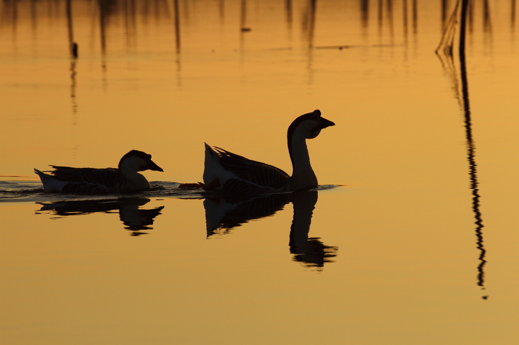 印旛沼・水鳥　- 黄金の水面 -