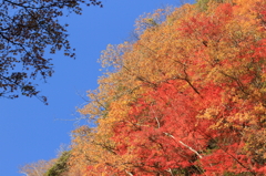 養老渓谷の秋　- 青空と共に -