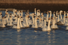 白鳥　- 餌場はどっち -