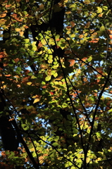 養老渓谷の秋　- 紅葉進行中 -