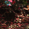 山茶花　- 一筋の光と -