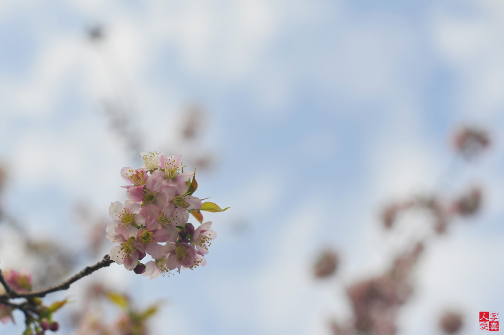 冬桜