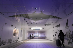 swim under the ground