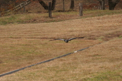 那須どうぶつ王国 305