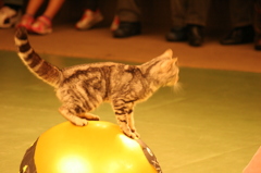 那須どうぶつ王国 155