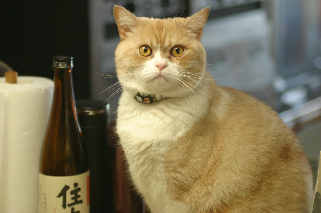 今年もよろしくお願いします。