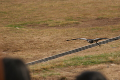 那須どうぶつ王国 310