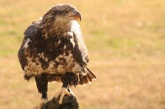 那須どうぶつ王国 481