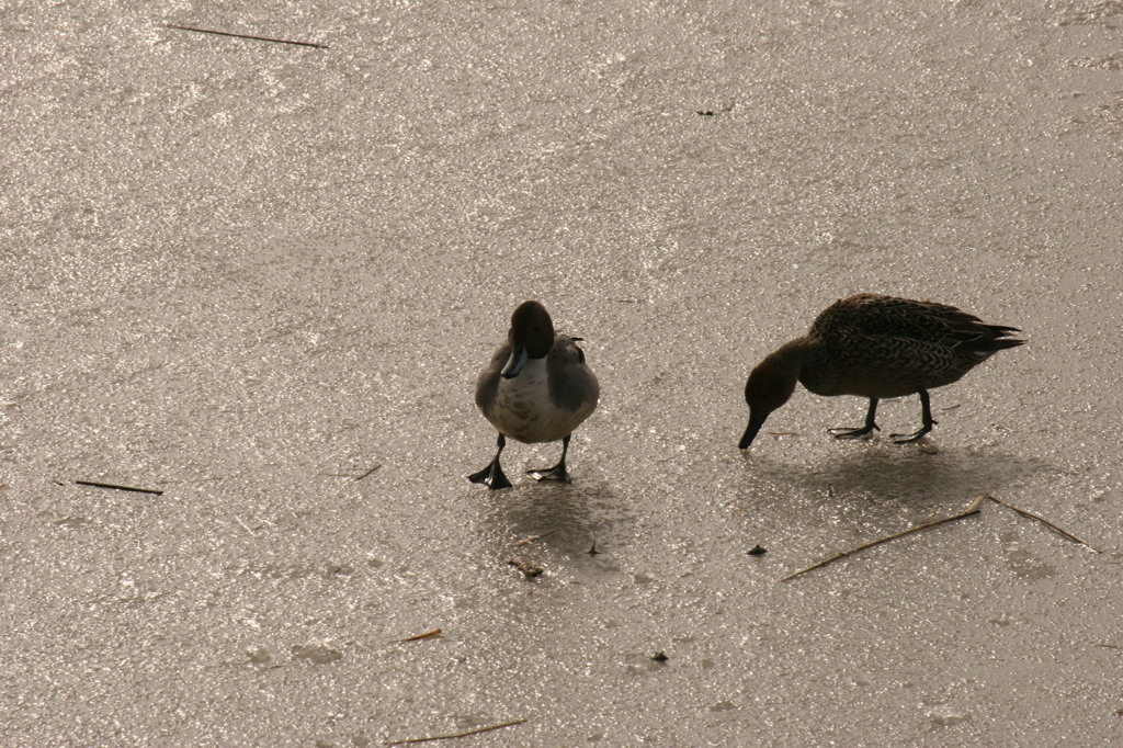 かも　凍った沼