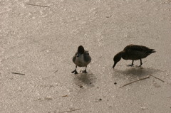 かも　凍った沼