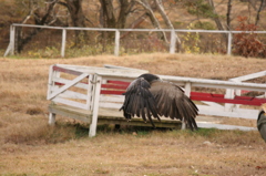 那須どうぶつ王国 315
