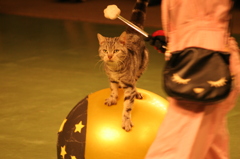 那須どうぶつ王国 157