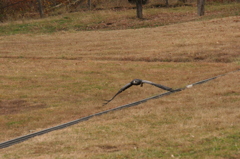 那須どうぶつ王国 307