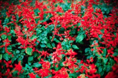 red & green