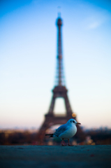 bird