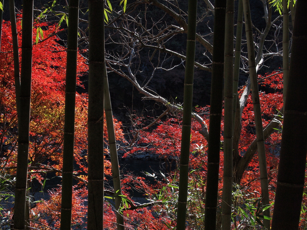 日本の秋^^